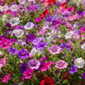 Dwarf Petunia Seed Mix - 250 Seeds, Compact Colorful Blooms, Easy-to-Grow - Image 4