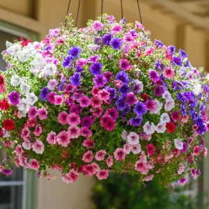 Dwarf Petunia Seed Mix - 250 Seeds, Compact Colorful Blooms, Easy-to-Grow - Image 1