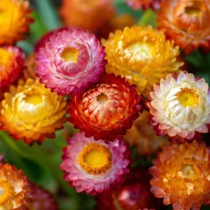 Dwarf Strawflower Seeds Mix - 300 Helichrysum bracteatum Seeds - Easy-Grow Annuals for Garden - Image 2