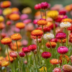 Dwarf Strawflower Seeds Mix - 300 Helichrysum bracteatum Seeds - Easy-Grow Annuals for Garden - Image 3