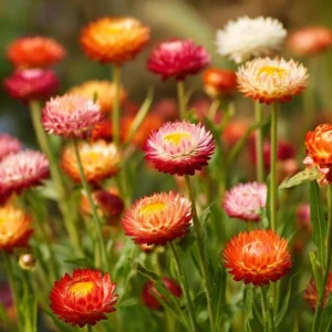 Dwarf Strawflower Seeds Mix - 300 Helichrysum bracteatum Seeds - Easy-Grow Annuals for Garden - Image 4