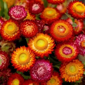 Dwarf Strawflower Seeds Mix - 300 Helichrysum bracteatum Seeds - Easy-Grow Annuals for Garden - Image 5
