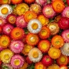 Dwarf Strawflower Seeds Mix - 300 Helichrysum bracteatum Seeds - Easy-Grow Annuals for Garden - Image 1