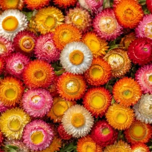 Dwarf Strawflower Seeds Mix - 300 Helichrysum bracteatum Seeds - Easy-Grow Annuals for Garden - Image 1