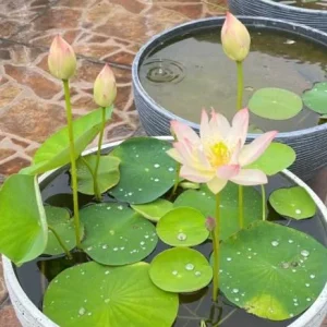 Edible Lotus Seeds Mix - Aquatic Plant Seeds for Ponds & Gardens (5 Seeds) - Image 2