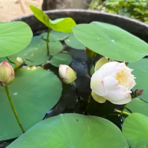Edible Lotus Seeds Mix - Aquatic Plant Seeds for Ponds & Gardens (5 Seeds) - Image 3