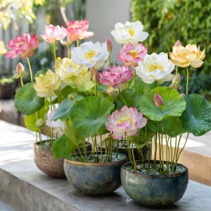 Edible Lotus Seeds Mix - Aquatic Plant Seeds for Ponds & Gardens (5 Seeds) - Image 4