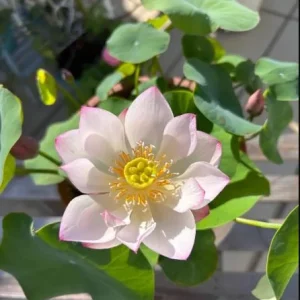 Edible Lotus Seeds Mix - Aquatic Plant Seeds for Ponds & Gardens (5 Seeds) - Image 5