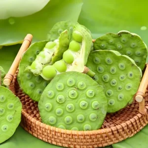 Edible Lotus Seeds Mix - Aquatic Plant Seeds for Ponds & Gardens (5 Seeds) - Image 6