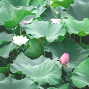 Edible Lotus Seeds Mix - Aquatic Plant Seeds for Ponds & Gardens (5 Seeds) - Image 7