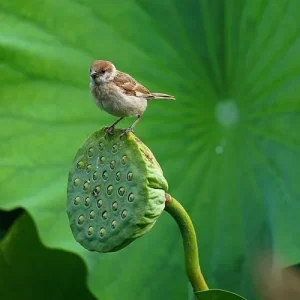 Edible Lotus Seeds Mix - Aquatic Plant Seeds for Ponds & Gardens (5 Seeds) - Image 8