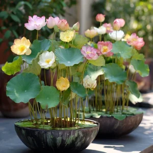 Edible Lotus Seeds Mix - Aquatic Plant Seeds for Ponds & Gardens (5 Seeds) - Image 9
