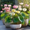 Edible Lotus Seeds Mix - Aquatic Plant Seeds for Ponds & Gardens (5 Seeds) - Image 1