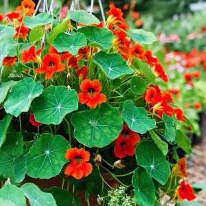 Empress of India Nasturtium Seeds - Deep Red Edible Flowers - 25 Seed Packet - Outdoor Annual - Image 2