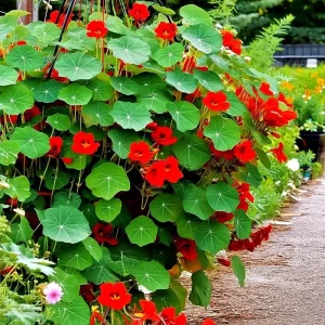 Empress of India Nasturtium Seeds - Deep Red Edible Flowers - 25 Seed Packet - Outdoor Annual - Image 3