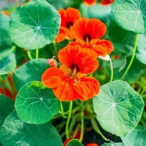 Empress of India Nasturtium Seeds - Deep Red Edible Flowers - 25 Seed Packet - Outdoor Annual - Image 1