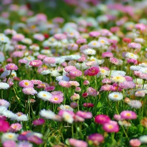 English Daisy Seeds - Bellis perennis - 300 Count - Perennial Flower Seeds - Image 2
