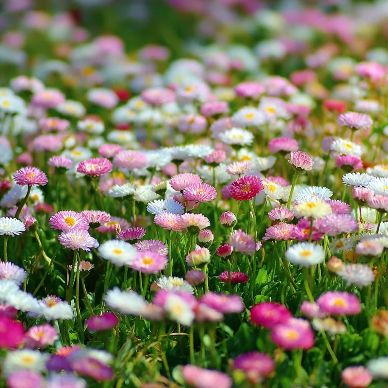 English Daisy Seeds - Bellis perennis - 300 Count - Perennial Flower Seeds - Image 2