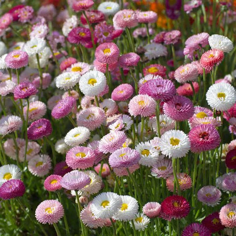 English Daisy Seeds - Bellis perennis - 300 Count - Perennial Flower Seeds - Image 3