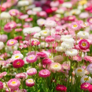 English Daisy Seeds - Bellis perennis - 300 Count - Perennial Flower Seeds - Image 4