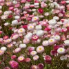 English Daisy Seeds - Bellis perennis - 300 Count - Perennial Flower Seeds - Image 1