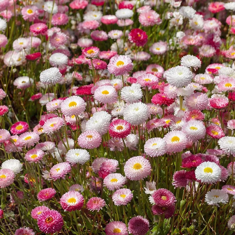 English Daisy Seeds - Bellis perennis - 300 Count - Perennial Flower Seeds - Image 1