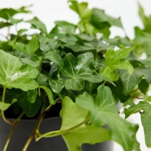 English Ivy Live Plant - Hedera helix, 2-Pack 4-Inch Pot, Indoor/Outdoor Climbing Vine - Image 3