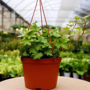 English Ivy Live Plant - Hedera helix, 2-Pack 4-Inch Pot, Indoor/Outdoor Climbing Vine - Image 4