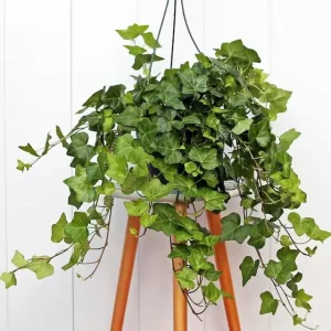 English Ivy Live Plant - Hedera helix, 2-Pack 4-Inch Pot, Indoor/Outdoor Climbing Vine - Image 5