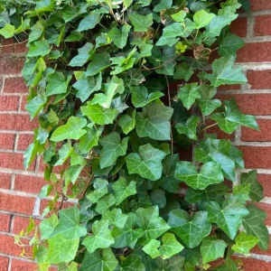 English Ivy Live Plant - Hedera helix, 2-Pack 4-Inch Pot, Indoor/Outdoor Climbing Vine - Image 6