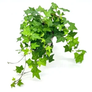 English Ivy Live Plant - Hedera helix, 2-Pack 4-Inch Pot, Indoor/Outdoor Climbing Vine - Image 7