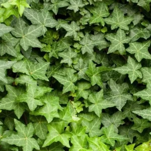 English Ivy Live Plant - Hedera helix, 2-Pack 4-Inch Pot, Indoor/Outdoor Climbing Vine - Image 8