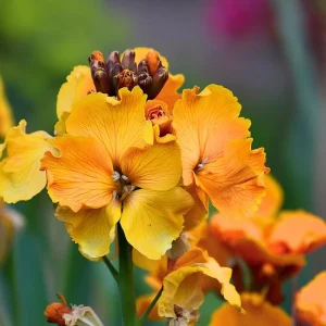 English Wallflower Seeds - Heirloom Cheiranthus cheiri, 300 Count, Fragrant Blooms - Image 2