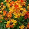English Wallflower Seeds - Heirloom Cheiranthus cheiri, 300 Count, Fragrant Blooms - Image 1