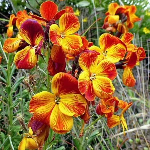 English Wallflower Seeds - Heirloom Cheiranthus cheiri, 300 Count, Fragrant Blooms - Image 3