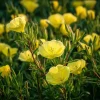 Evening Primrose Flower Seeds - 150 Count, Fragrant Yellow Blooms, Oenothera Biennis, Outdoor - Image 1