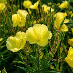 Evening Primrose Flower Seeds - 150 Count, Fragrant Yellow Blooms, Oenothera Biennis, Outdoor - Image 4