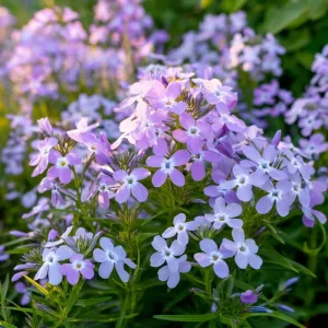 Evening Scented Stock Seeds – Fragrant White Blooms, Matthiola Longipetala, 2500 Seeds, Outdoor - Image 2