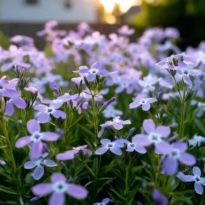 Evening Scented Stock Seeds – Fragrant White Blooms, Matthiola Longipetala, 2500 Seeds, Outdoor - Image 3