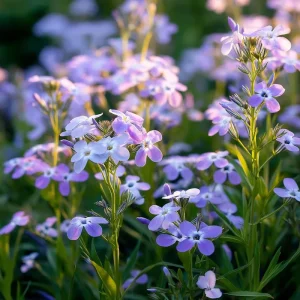 Evening Scented Stock Seeds – Fragrant White Blooms, Matthiola Longipetala, 2500 Seeds, Outdoor - Image 4
