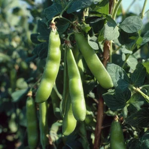 Fava Bean Seeds - 25 Count - High-Yield Legumes for Garden & Containers - Image 2