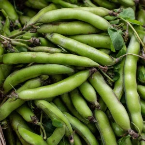 Fava Bean Seeds - 25 Count - High-Yield Legumes for Garden & Containers - Image 3