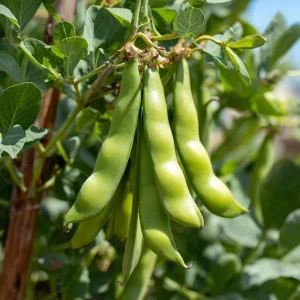 Fava Bean Seeds - 25 Count - High-Yield Legumes for Garden & Containers - Image 4