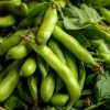 Fava Bean Seeds - 25 Count - High-Yield Legumes for Garden & Containers - Image 1