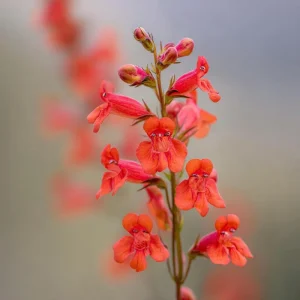 Firecracker Penstemon Seeds - 100 Count for Pollinator Gardens, Drought-Tolerant Red Flowers - Image 2