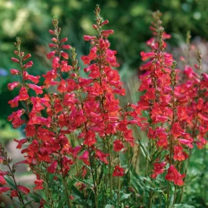 Firecracker Penstemon Seeds - 100 Count for Pollinator Gardens, Drought-Tolerant Red Flowers - Image 3