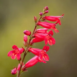 Firecracker Penstemon Seeds - 100 Count for Pollinator Gardens, Drought-Tolerant Red Flowers - Image 4