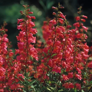 Firecracker Penstemon Seeds - 100 Count for Pollinator Gardens, Drought-Tolerant Red Flowers - Image 5