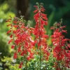 Firecracker Penstemon Seeds - 100 Count for Pollinator Gardens, Drought-Tolerant Red Flowers - Image 1
