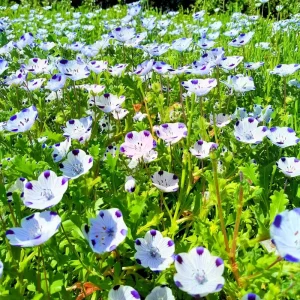 Five Spot Flower Seeds – Nemophila maculata – 80 Seeds – Purple Spotted Blooms – Annual Wildflower - Image 2